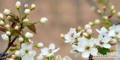 探寻梨花的美和意义 梨花的寓意与象征