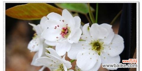 梨花花语的含义和传承 探寻梨花花语的神秘之美