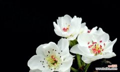 探寻梨花花语的深刻内涵与美丽传说 梨花花语