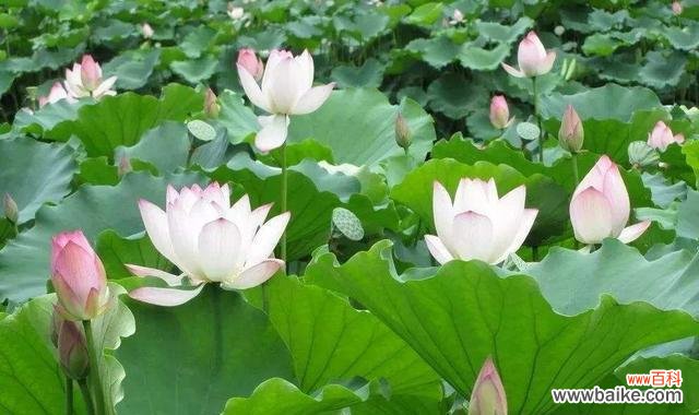 纯洁 莲花的寓意及象征意义