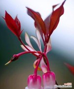 探寻铃铛花的寓意与象征 铃铛花的花语与含义