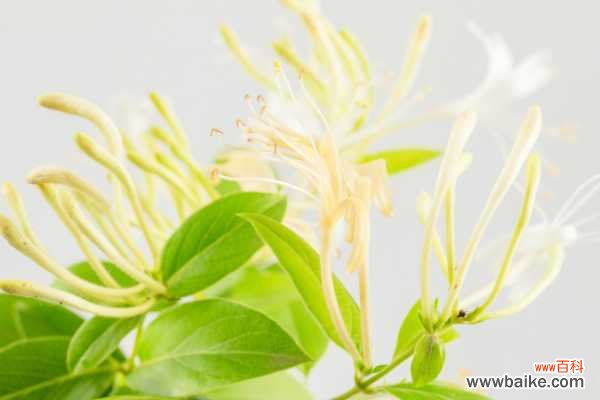 金银花茶的功效、作用与副作用