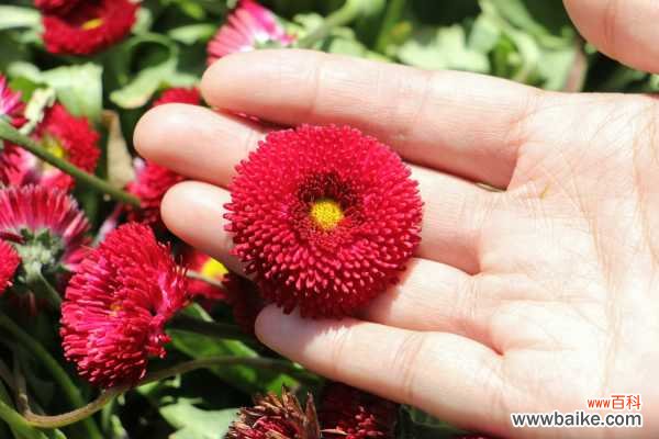 小雏菊的花语是什么，小雏菊图片