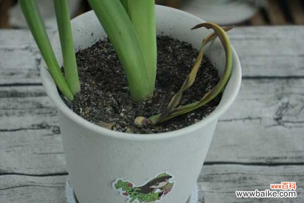 风信子的花语，风信子花图片