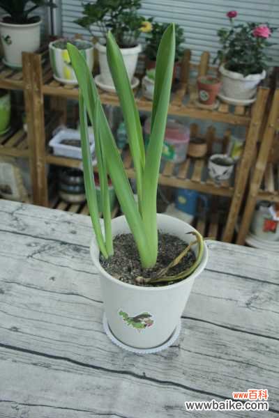 风信子的花语，风信子花图片