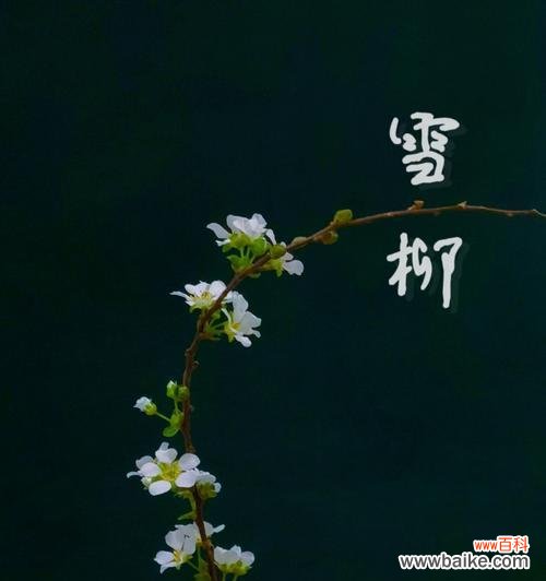 雪柳的花语及其象征意义是什么？