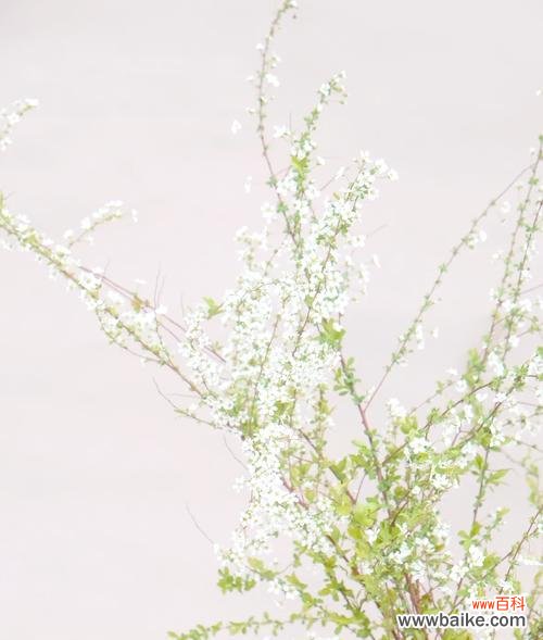 雪柳的花语及其象征意义是什么？