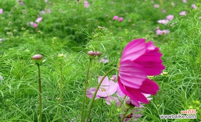 半截花的象征意义是什么？在不同文化中半截花代表了什么？