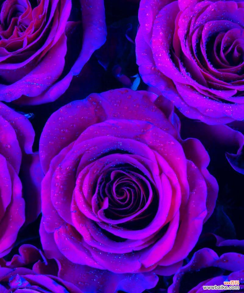 半截花的象征意义是什么？在不同文化中半截花代表了什么？