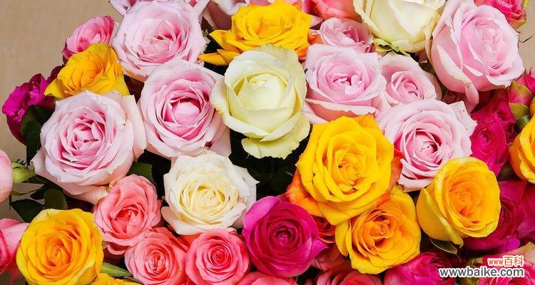 半截花的象征意义是什么？在不同文化中半截花代表了什么？