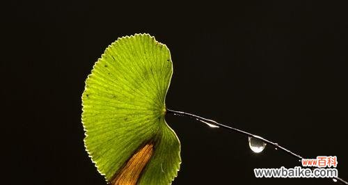 失去植物代表了什么？这个表达有何含义？