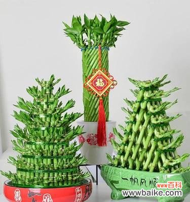 开店时选择哪种绿植盆栽最合适？绿植盆栽有哪些风水讲究？