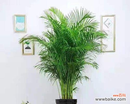 开店时选择哪种绿植盆栽最合适？绿植盆栽有哪些风水讲究？