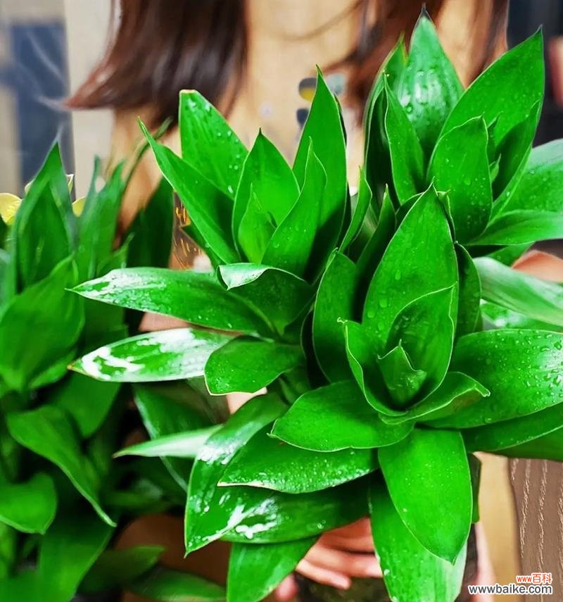 开店时选择哪种绿植盆栽最合适？绿植盆栽有哪些风水讲究？