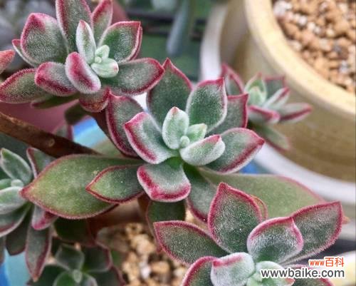 百合顶部长肉芽代表什么？它的含义是什么？