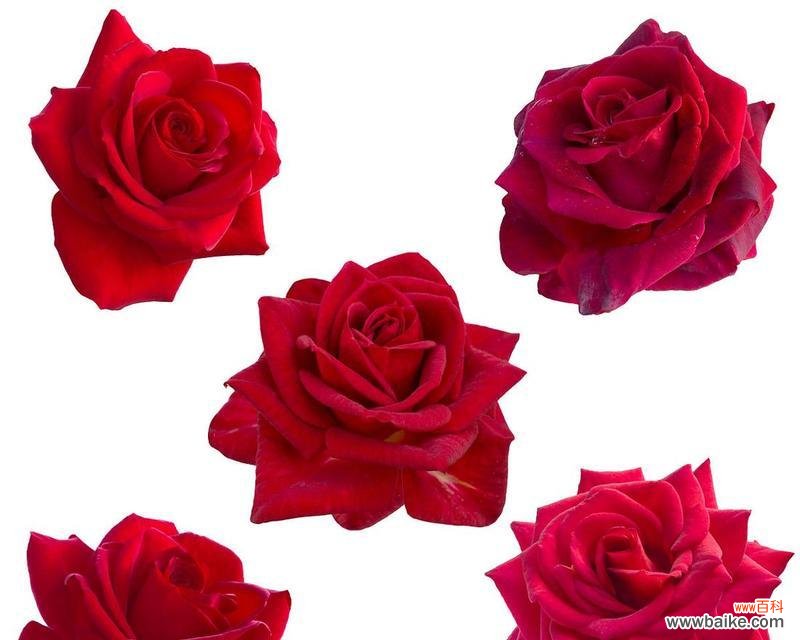 五朵玫瑰花的寓意是什么？