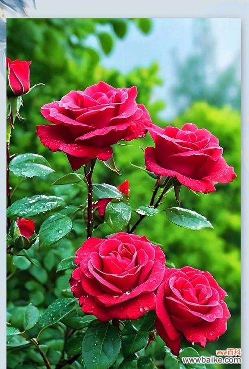 五朵玫瑰花的寓意是什么？