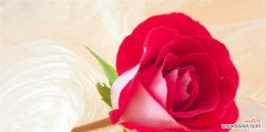 浪漫传递爱意的花语 十九朵红玫瑰的花语
