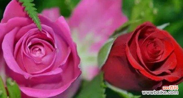 深刻解读玫瑰花的象征意义 玫瑰花语的寓意