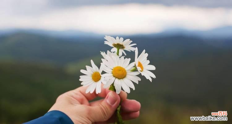 探究白晶菊花的花语和美学 白晶菊花语-祥和美好