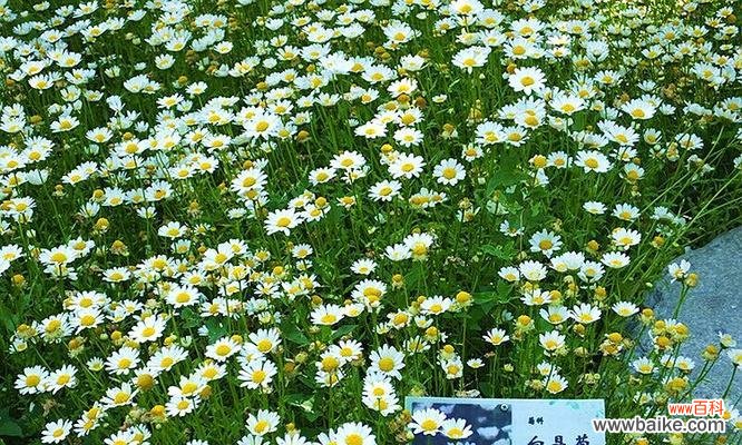 探究白晶菊花的花语和美学 白晶菊花语-祥和美好