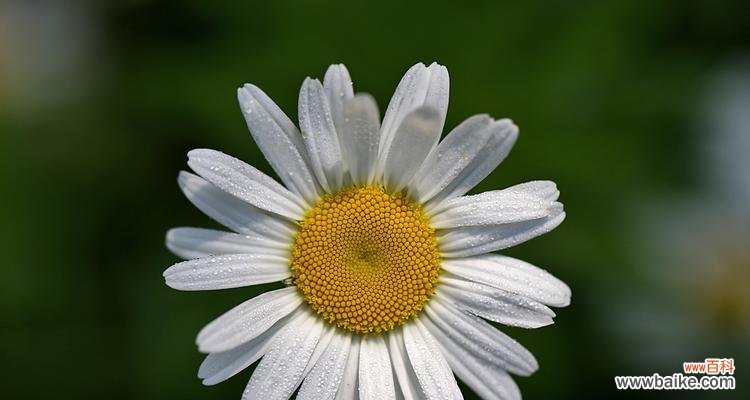 探究白晶菊花的花语和美学 白晶菊花语-祥和美好