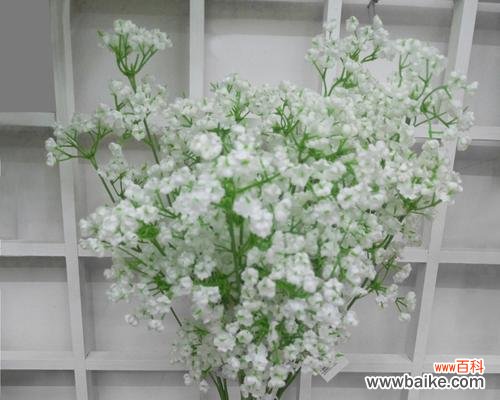 探秘白色满天星的花语与美丽 白色满天星，清新幽雅