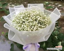 探秘白色满天星的花语与美丽 白色满天星，清新幽雅