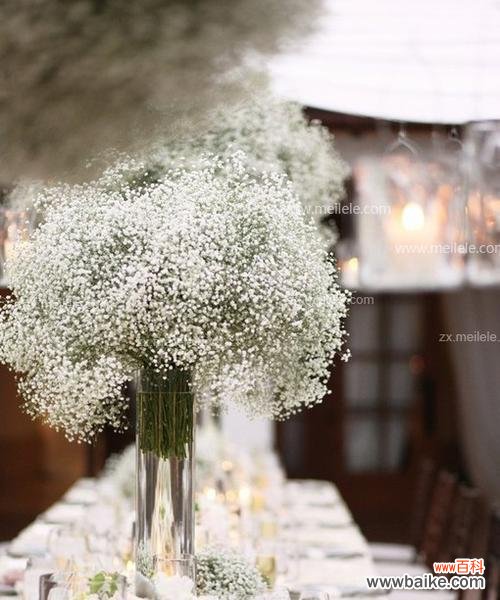 探秘白色满天星的花语与美丽 白色满天星，清新幽雅
