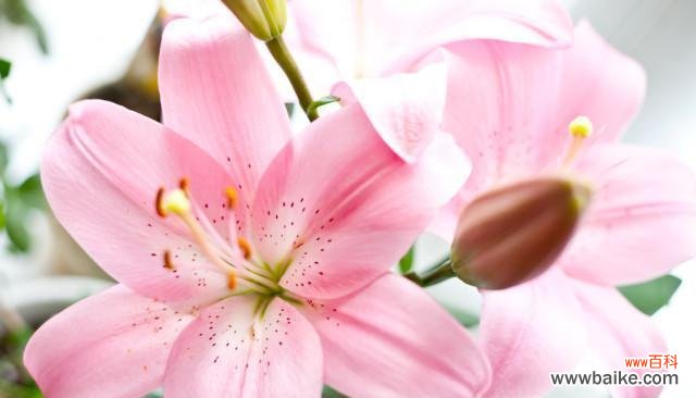 寓意深刻的百合花，代表着什么？ 探究百合花含义的象征意义