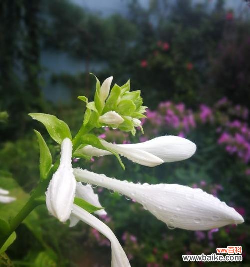 探索玉簪花的神秘花语与象征意义 玉簪花的花语与文化意义