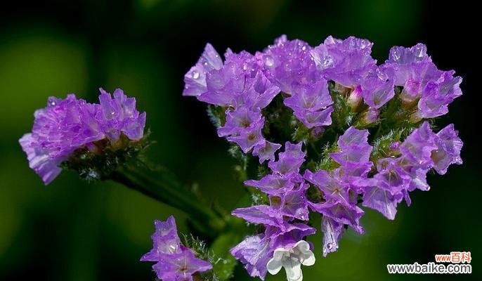 探索勿忘我花的美丽传说 勿忘我花的寓意——永恒的爱