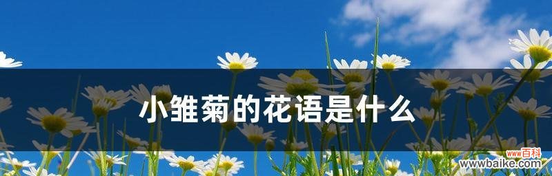 小雏菊的8种象征意义 小雏菊花语的意义