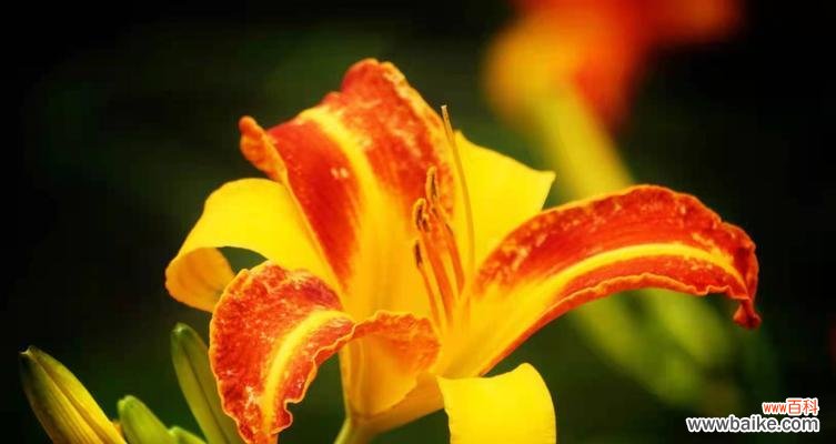 传承的美好、希望与新生 萱草的寓意