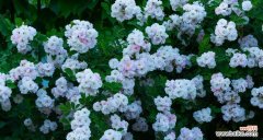 探寻白色蔷薇花的深刻寓意 白色蔷薇花的花语