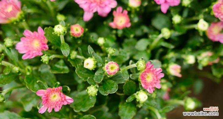 送菊花的含义及文化传承：走进中华传统文化的精髓