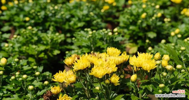 送菊花的含义及文化传承：走进中华传统文化的精髓