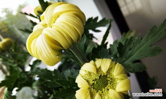 寓意深刻、文化底蕴丰厚，菊花寄托着人们的情感与精神寄托。 菊花之意——传承美好的文化符号