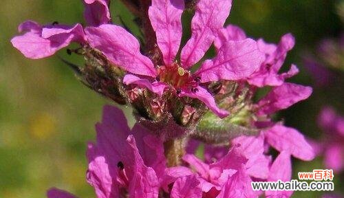 解读千屈菜的美丽心语，传递内心真挚情感 千屈菜之花语与寓意