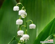 铃兰花语的深刻意义与其在生活中的应用 铃兰花语