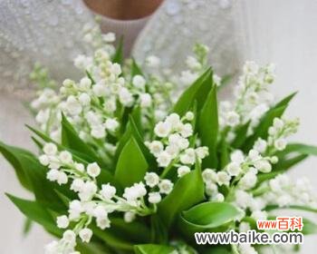 探寻铃兰花的美丽寓意 铃兰花的意义与象征