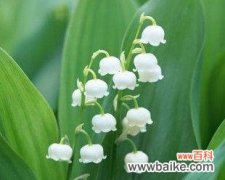 探寻铃兰花的寓意与象征意义 铃兰花