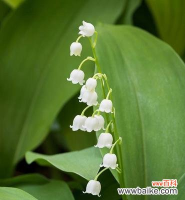 倾听自然的柔美之音——铃兰花语探秘 铃兰花的美丽与寓意