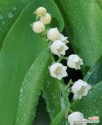 探索铃兰花背后的深意 铃兰花的花语与寓意