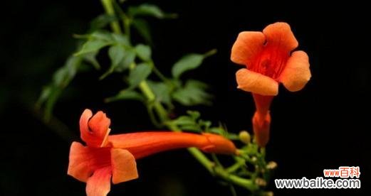 凌霄花的花语与人生哲理 凌霄花——勇往直前，战胜困境