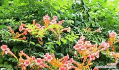 揭秘凌霄花的花语与含义 凌霄花的花语之美