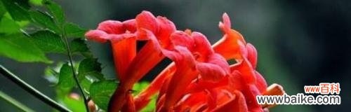 凌霄花的花语和寓意解析 凌霄花