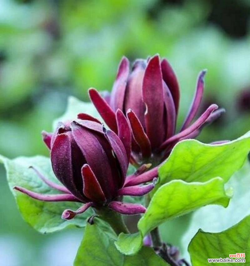 “了不起的花卉”是指什么？它有何特别之处？