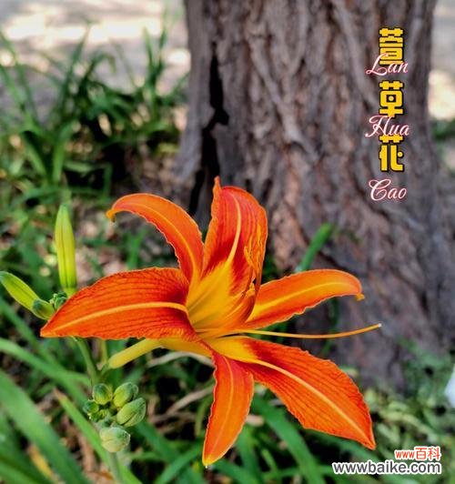 萱草的花语和象征意义是什么？