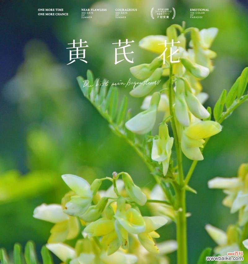 哪种花的花语是期待？期待的花语有哪些？